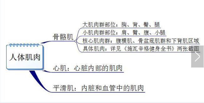 你真的認(rèn)識(shí)你身體的肌肉嗎？